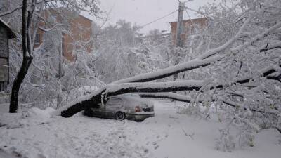 В Краснодаре за неделю с улиц убрали 211 аварийных деревьев