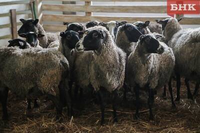 В Коми ввезли 140 тонн овечьей шерсти из Узбекистана