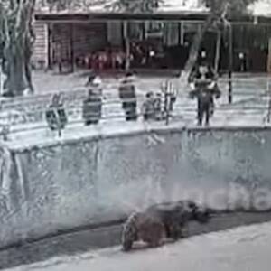 В Ташкенте мать бросила дочь в вольер с медведем. Видео