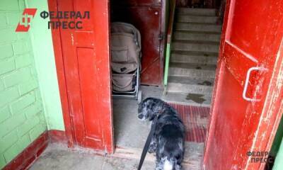 Власти Новосибирска предложили регистрировать домашних животных