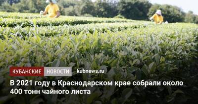 Вениамин Кондратьев - В 2021 году в Краснодарском крае собрали около 400 тонн чайного листа - kubnews.ru - Россия - Краснодарский край
