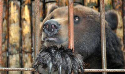 В Ташкенте завели дело на женщину, бросившую трехлетнюю дочь в вольер к медведю