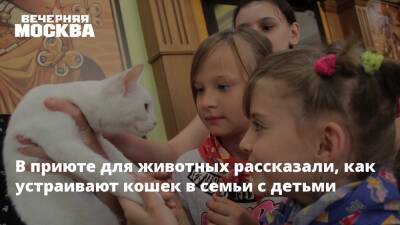 В приюте для животных рассказали, как устраивают кошек в семьи с детьми