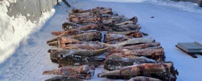 В Хабаровском крае изъяли 2,5 тонны краснокнижных амурского осетра и калуги