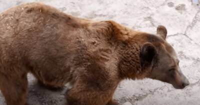 Появилось видео, как мать бросила дочь в вольер к медведю в Ташкенте (видео)