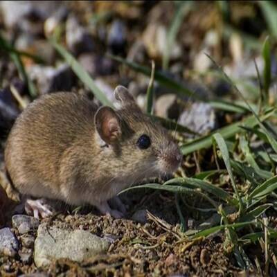 Высокий снежный покров и мягкая зима могут привести к увеличению численности мышей