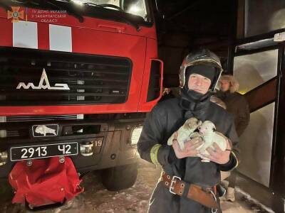 "Подавали слабенькое SOS". В Закарпатье пожарные спасли из огня четырех щенков