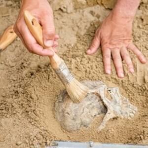 Археологи обнаружили под Днепром человеческие останки возрастом семь тысяч лет. Фото