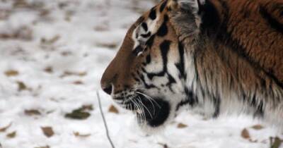 Легковое авто насмерть сбило амурского тигра в Приморье