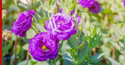 Цветы, похожие на розу: 7 доступных, но красивых растений для сада