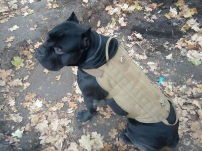 Украинский пес-разведчик отгрыз себе лапу, чтоб сбежать из ловушки оккупантов