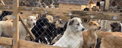 В Грозном чиновники забрали из приютов 30 собак, пообещав одному из них новое здание