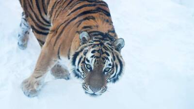 Легковой автомобиль насмерть сбил амурского тигра в Приморье
