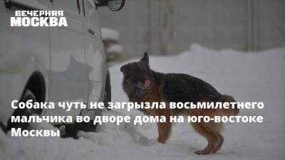 Вячеслав Володин - Собака чуть не загрызла восьмилетнего мальчика во дворе дома на юго-востоке Москвы - vm.ru - Москва - Россия - Забайкальский край - район Читинский - Москва - На