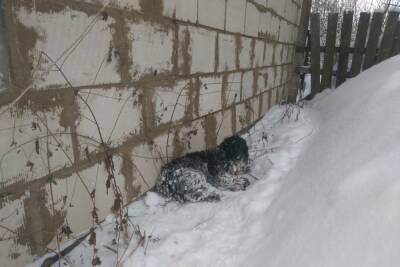 В Пено Тверской области кто-то убил домашнего пса