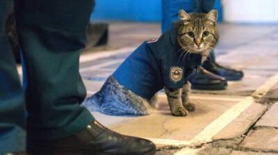 Пушистый спасатель: кот Семен служит в МЧС России - он даже носит форму!