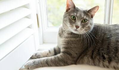 Президент и кошка: рейтингам Байдена помогут TikTok и домашние животные