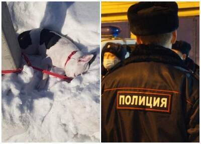 «Умирала с надеждой в глазах»: делом замерзшей насмерть собаки в Новосибирске занялись полицейские