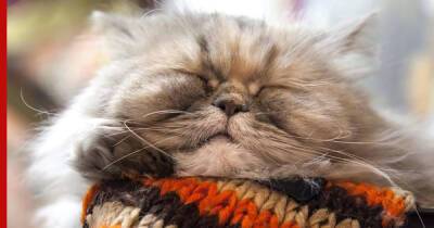 "Диванные" создания: 5 самых ленивых и спокойных пород кошек