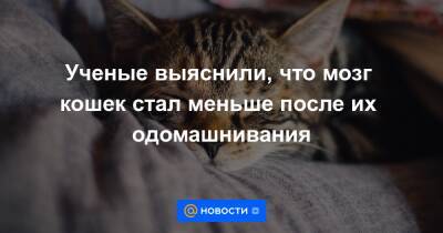 Екатерина Гура - Ученые выяснили, что мозг кошек стал меньше после их одомашнивания - news.mail.ru - Шотландия - Вена