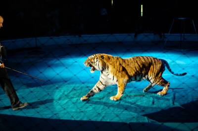 Сотрудник ИВС сбил краснокнижного тигра в Приморье