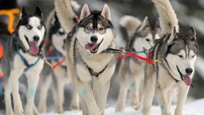 "Фоминские лапы": гонки на собаках, но призы достались людям