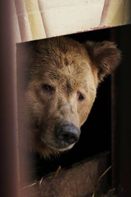 В Иркутской области ради поставки в столичный ресторан, предположительно, убили четверых медведей