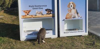 В Баку реализуется пилотный проект помощи бездомным животным
