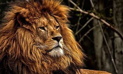 В Иране львица загрызла смотрителя зоопарка и мира