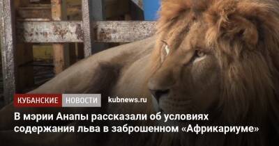 В мэрии Анапы рассказали об условиях содержания льва в заброшенном «Африкариуме» - kubnews.ru - Анапа - Краснодарский край - Анапа
