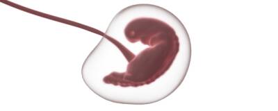 В Китае создана «няня» для ухода за младенцами в искусственной утробе