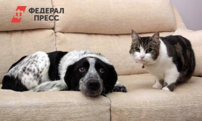 Где в Сибири больше любят собак, а где – кошек. Расчеты «ФедералПресс»