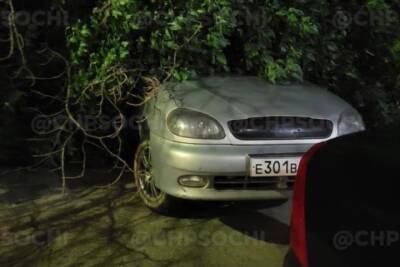 В Сочи на припаркованные во дворе автомобили упало дерево