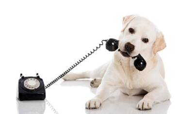 В Британии появился «собачий телефон»