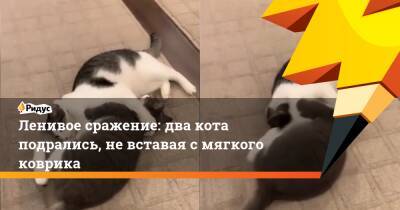 Ленивое сражение: два кота подрались, не вставая с мягкого коврика