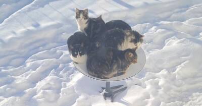 Тепло, но опасно. Cпутниковый интернет Starlink Илона Маска приманивает кошек (фото)