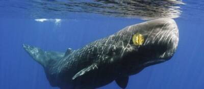 Третий по величине биткоин-кит купил 456 биткоинов