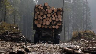 Завладение более 50 млн грн лесхоза: подозреваемым продлили обязанности