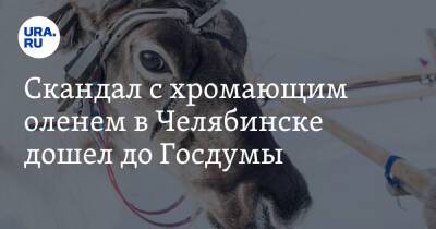 Скандал с хромающим оленем в Челябинске дошел до Госдумы. Видео