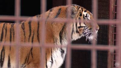 «Они не жалуются, упитанные, здоровые». Посмотрите, как в зоосаде возле Дзержинска живут два тигра из Гродненского зоопарка