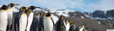 Украинские полярники показали трогательное видео с пингвинами (ВИДЕО)
