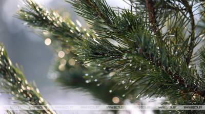 Новогодние елки из дворов трех районов Минска заберут на переработку 23 и 30 января