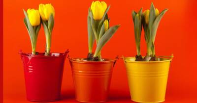 Как заставить тюльпаны расти зимой: советы специалистов
