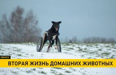 300 питомцев-инвалидов получили «вторую жизнь» в минском центре реабилитации домашних животных