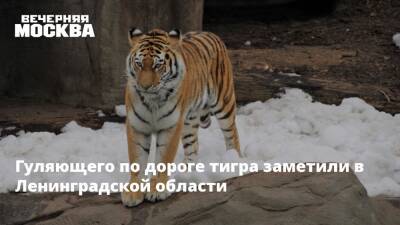 Гуляющего по дороге тигра заметили в Ленинградской области