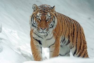В Ленобласти заметили тигра: егеря и полицейские проверяют информацию