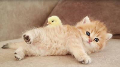Милота! Котенок и цыпленок сладко уснули в компании друг друга (Видео)