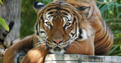 Трое смотрителей пострадали от нападения тигра в сафари-парке Японии
