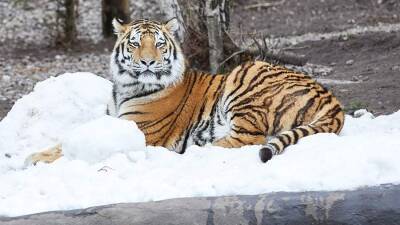 Трое смотрителей сафари-парка пострадали при нападении тигра в Японии