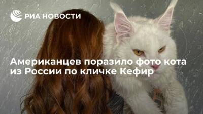 Пользователи Reddit разгадали загадку большого кота из России по кличке Кефир